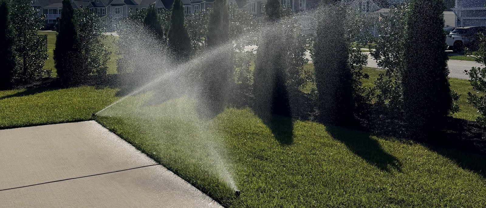 A sprinkler head spraying across a green lawn bordered by evergreens